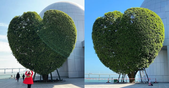 [Macau] Awe inspiring natures creation, “The Heart Shaped Tree” curated by Macau Science Center is a scenic photo spot.