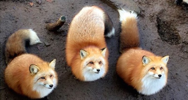 [Japan] It’s so healing! Let’s visit the little foxes in Zao Fox Village!