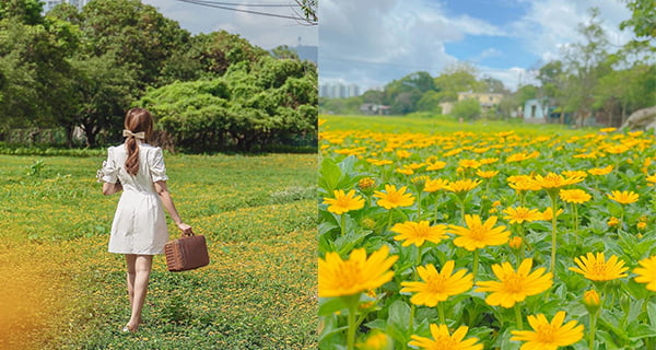 【上水好去處】超靚小野菊花海！佔地四個足球場咁大！