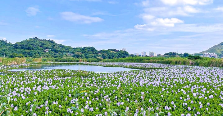 【元朗賞花2023】豐樂園鳳眼藍花打卡必去！即睇交通詳情！