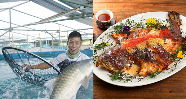 【香港】西環餐廳X環保漁場星級魚宴,水中黃金忘不了魚+國寶級墨瑞鱈