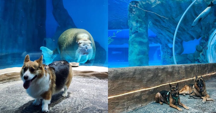 【香港】同毛孩一齊暢玩海洋公園！愛犬免費入場！
