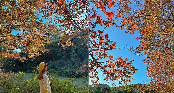 【香港紅葉2023】荃灣深井隱世農莊紅葉林,1個鐘路程+郊遊好去處