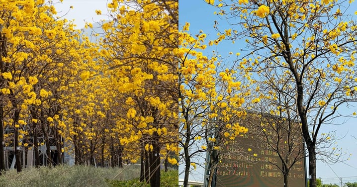 【香港賞花2024】東涌赤臘角黃花風鈴木大道，打卡賞花好去處+附前往方法！