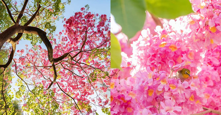 【粉嶺賞花2023】紅花風鈴木提早開花!粉紅夢幻媲美日本櫻!