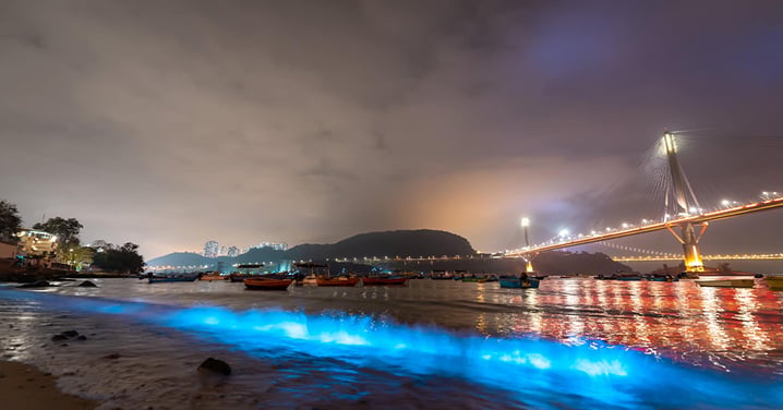 【香港藍眼淚2024】荃灣汀九藍眼淚再現！漆黑的浪漫奇景