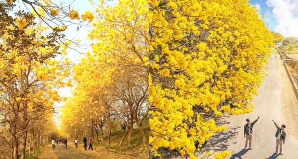 【台灣好去處】嘉義朴子溪！台灣最靚金黃花海隧道 全長一公里任你影