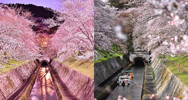 【日本好去處】京都琵琶湖疏水道觀光船 沿岸飽覽浪漫櫻花美景！