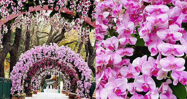 【中環賞花2023】動植物公園蘭花拱門隧道，賞花打卡好去處！