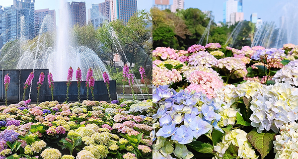 【中環賞花2023】動植物公園繡球花田,賞花打卡必去!
