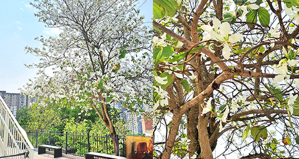 【荔枝角賞花2023】饒宗頤文化館唯美白花羊蹄甲樹！賞花打卡好去處