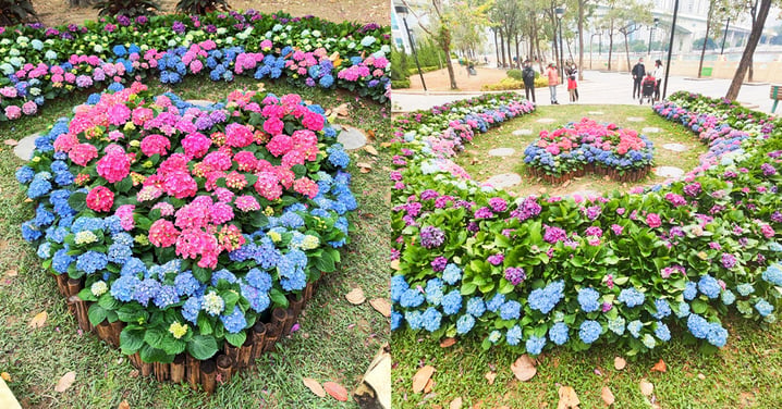 【青衣賞花2023】青衣海濱公園心形繡球花~夢幻浪漫花海打卡