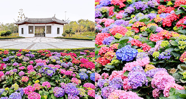 【上水賞花2023】北區公園庭院繡球花,賞花打卡好去處!