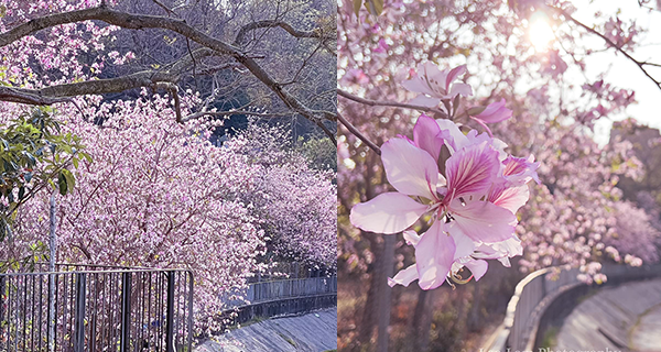 【屯門賞花2023】西鐵兆康站宮粉羊蹄甲盛開,屯門河畔賞花打卡好去處!