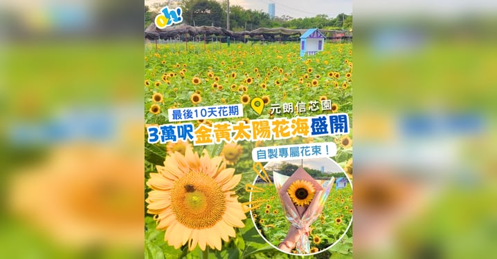 【面臨清拆?】3萬呎太陽花海最後打卡機會!元朗信芯園週末必去本地農莊推介