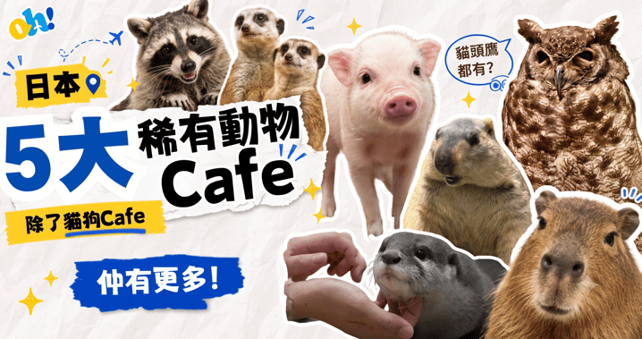 【日本動物 Cafe】貓狗已經不夠看!嚴選日本 5 大爆紅「稀有動物 Cafe」:卡比巴拉、水獺、土撥鼠超親人,瞬間融化你的心!