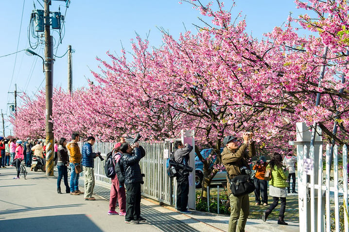 台灣 – 台北市賞櫻情報站