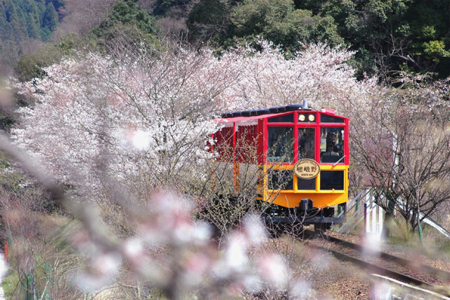 日本 - 京都嵯峨野小火車賞櫻