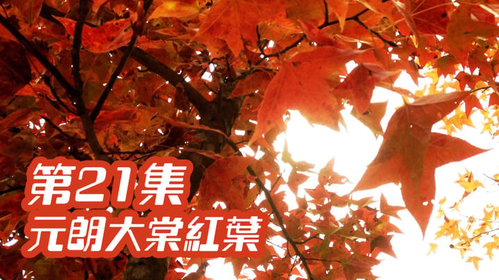 [放假去邊] 第21集精華，元朗大棠楓葉