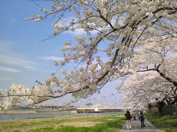 日本 – 東北賞櫻名所 北上展勝地