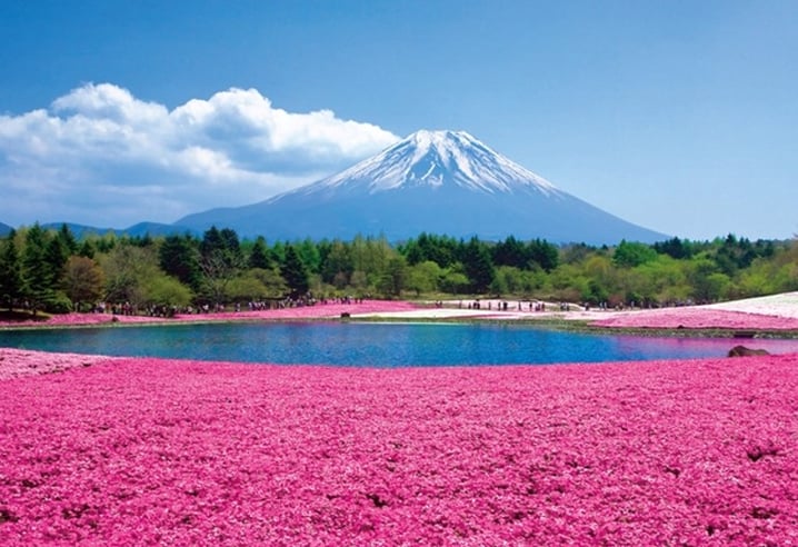 春季限定桃紅花海 河口湖町富士芝櫻祭  | 日本旅遊 | 放假去邊