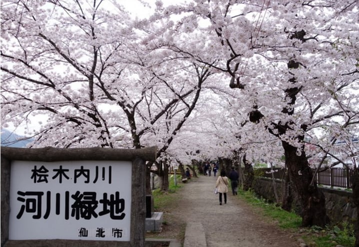 日本 – 東北賞櫻聖地 桧木内川堤