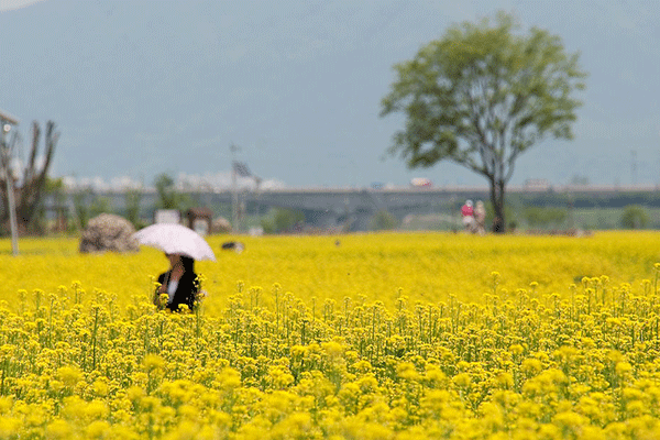 韓國 –油菜花海，首爾九里市民漢江公園