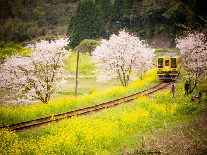 立心做個浪漫電車男! 日本最美花見鐵道 - 夷隅鐵道