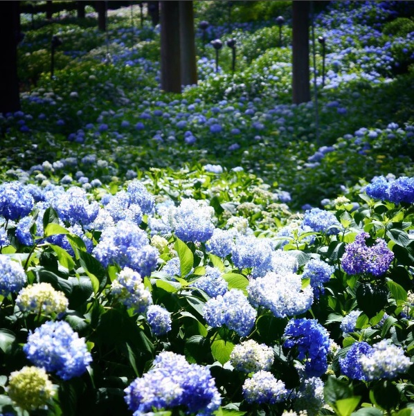 flower1