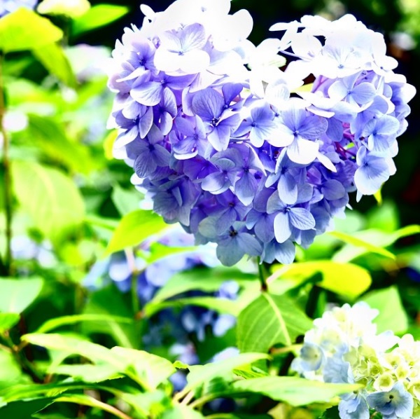 flwoer7