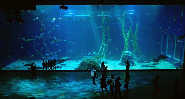 韓國- 亞洲最浪漫水族館 濟州Aqua Planet