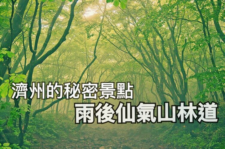 韓國 - 思連伊林蔭道，濟州人的「秘密花園」
