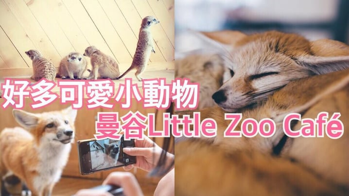 好多可愛小動物!  曼谷Little Zoo Cafe