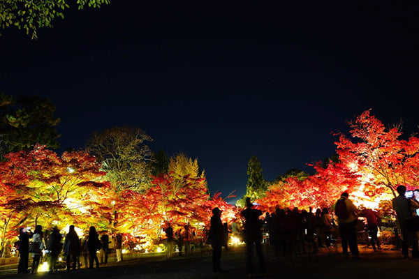 日本賞夜楓勝地  京都永觀堂 | 日本 | 放假去邊