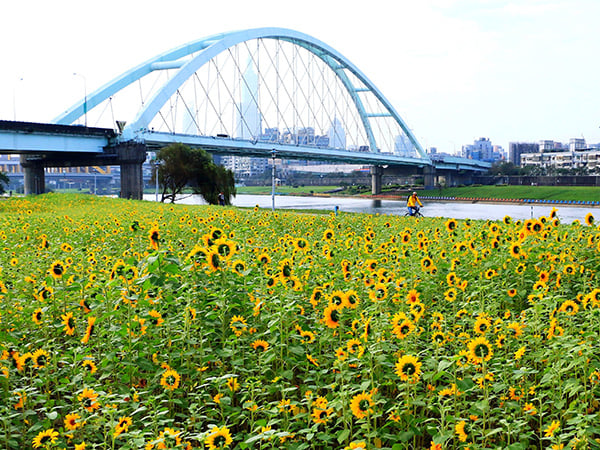台北打卡新景點 彩虹河濱向日葵花海 | 台灣旅遊 | 放假去邊