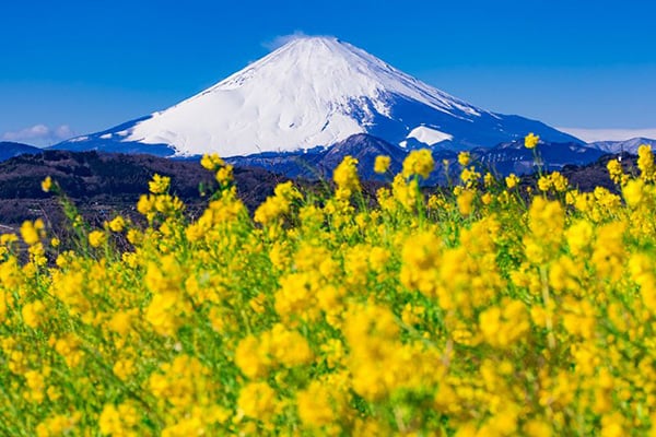 日本 - 神奈川吾妻山公園，看到富士山的油菜花海