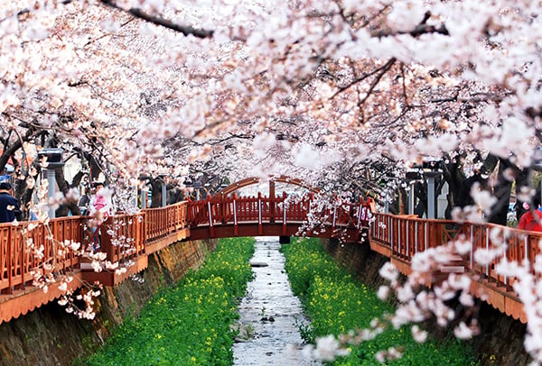 極浪漫櫻花橋  韓國余佐川羅曼史之橋 | 韓國旅遊 |放假去邊