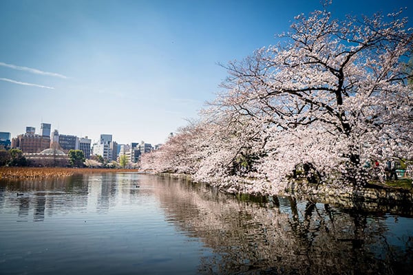 東京賞櫻6大名所 | 日本 | 放假去邊