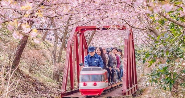 神奈川縣松田町 可愛小火車穿梭櫻花隧道 | 日本旅遊 | 放假去邊