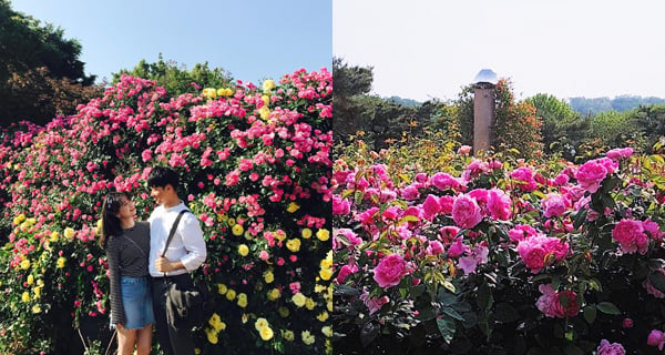 首爾六月旅行必到 女士最愛玫瑰節 | 韓國旅遊 | 放假去邊