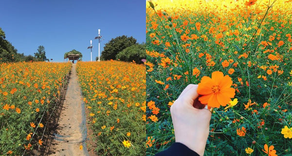打卡位必到!​ ​首爾波斯菊花田​ ​秋天限定｜韓國旅遊｜放假去邊