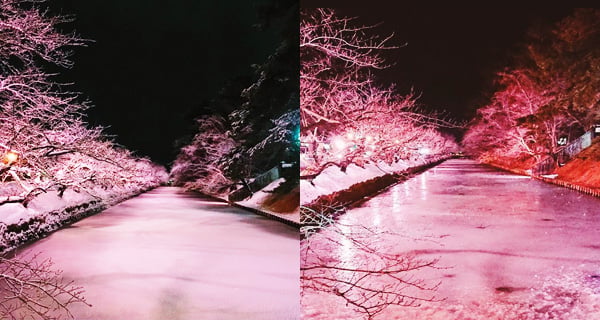 青森弘前公園冬天夜櫻雪景 唔係春天先去得!｜日本旅遊｜放假去邊