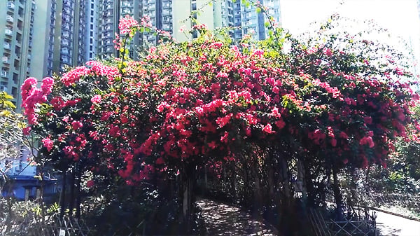 初春打卡勝地~ 元州邨杜鵑花隧道開花喇！｜香港旅遊｜放假去邊