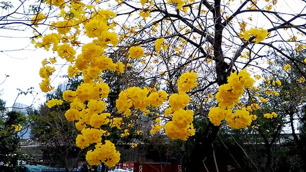 又係時候賞花喇喂！南昌公園黃花開花喇｜香港旅遊｜放假去邊