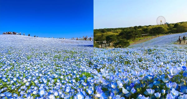 東京日立海濱公園 超靚粉蝶花藍海令你一見鍾情! ｜日本旅遊｜放假去邊