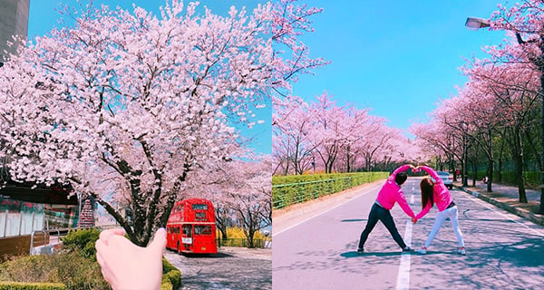 粉紅櫻花季！櫻花美照姿勢構圖大公開｜旅遊日常｜放假去邊