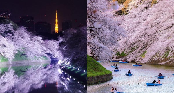 東京第一夜櫻名所 搭船欣賞千鳥之淵美景 | 日本旅遊 | 放假去邊