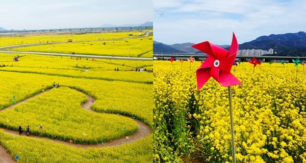 春天必去! 釜山新興景點 欣賞最大片油菜花田｜韓國旅遊｜放假去邊