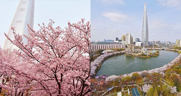 首爾市區新地標賞櫻 石村湖、樂天世界塔｜韓國旅遊｜放假去邊