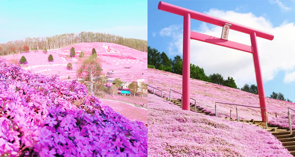 有心唔怕遲! 北海道粉紅地氈 欣賞芝櫻浪漫美景｜日本旅遊｜放假去邊